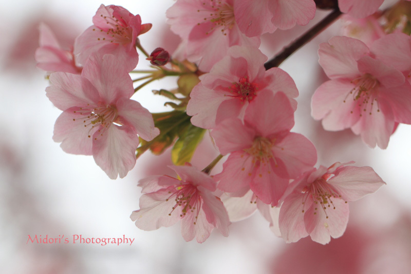 河津桜。_d0342449_23542890.jpg