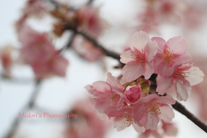 河津桜。_d0342449_23543525.jpg