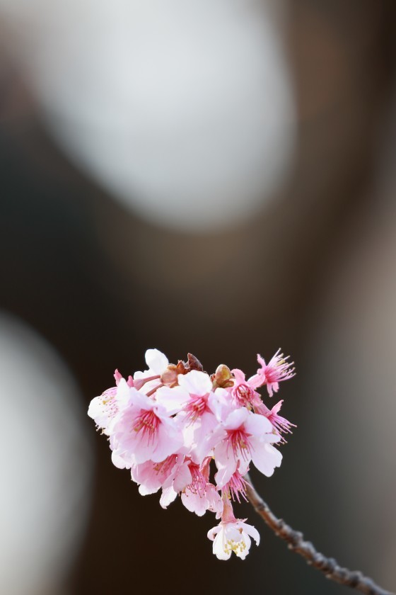 河津桜の小道、寒緋桜、などなど_c0325655_08144309.jpg