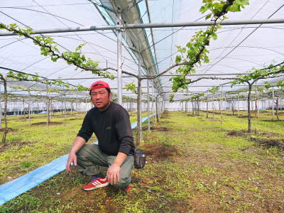 熊本ぶどう 社方園 冬眠から覚め今年も順調に芽吹いていました!2017(前編)_a0254656_17224362.jpg