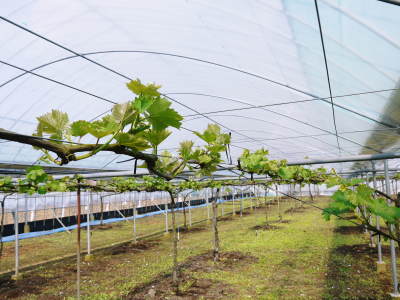 熊本ぶどう 社方園 冬眠から覚め今年も順調に芽吹いていました!2017(前編)_a0254656_17272296.jpg