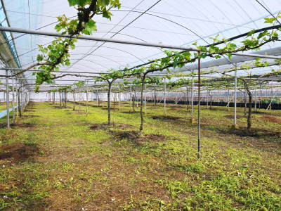 熊本ぶどう 社方園 冬眠から覚め今年も順調に芽吹いていました!2017(前編)_a0254656_17502898.jpg
