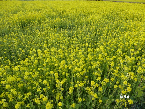 谷の春・里の春_c0222861_19351764.jpg