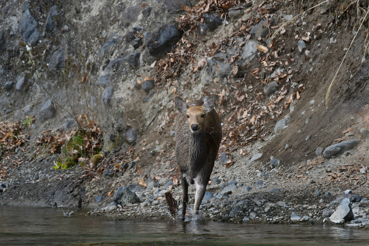 川を渡るシカ_f0053272_22265818.jpg