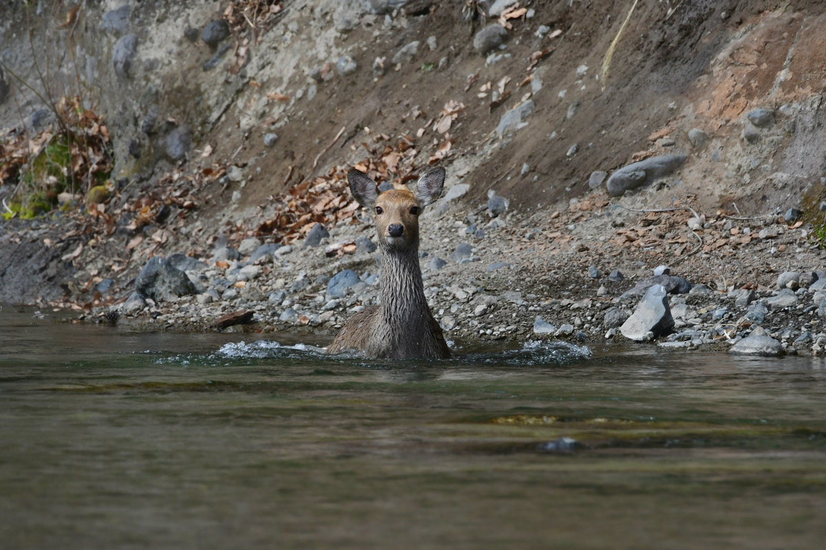 川を渡るシカ_f0053272_22281314.jpg