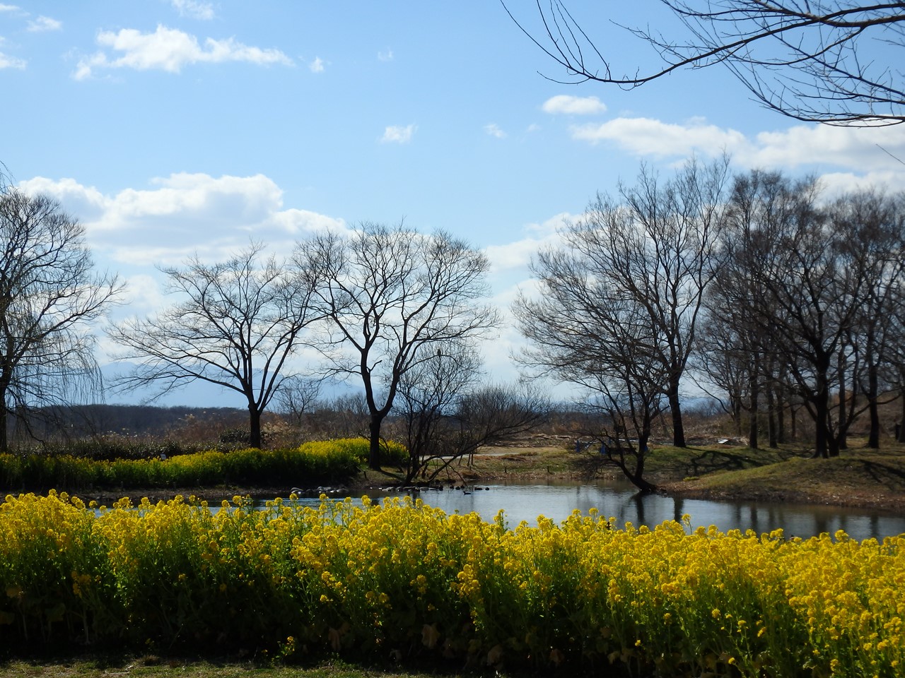 『鳥達と木曽川水園の風景～』_d0054276_20312479.jpg