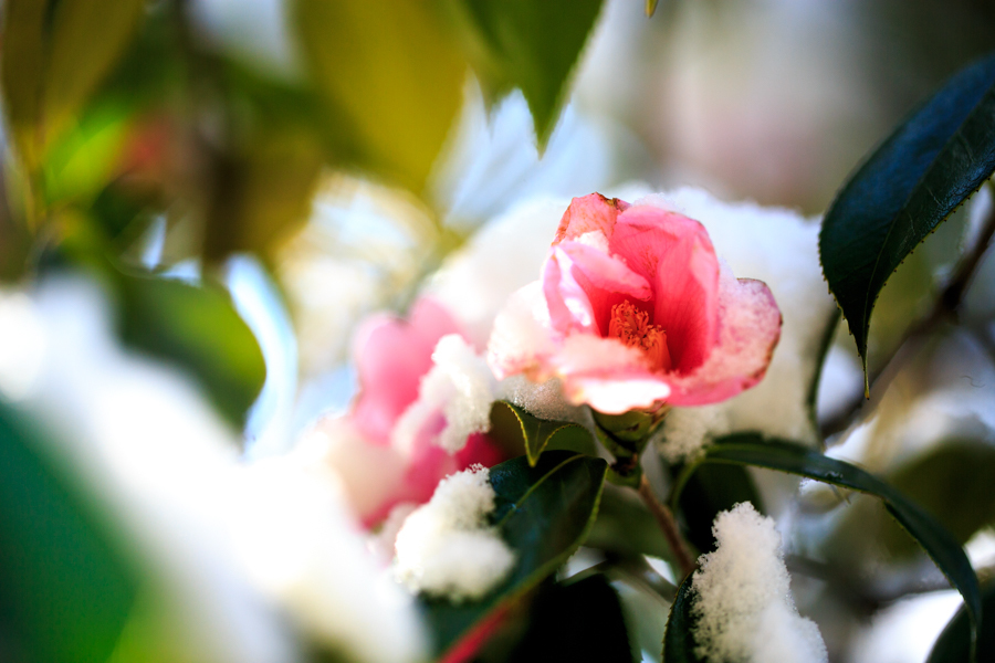 雪景色！　～等持院～_b0128581_21091108.jpg