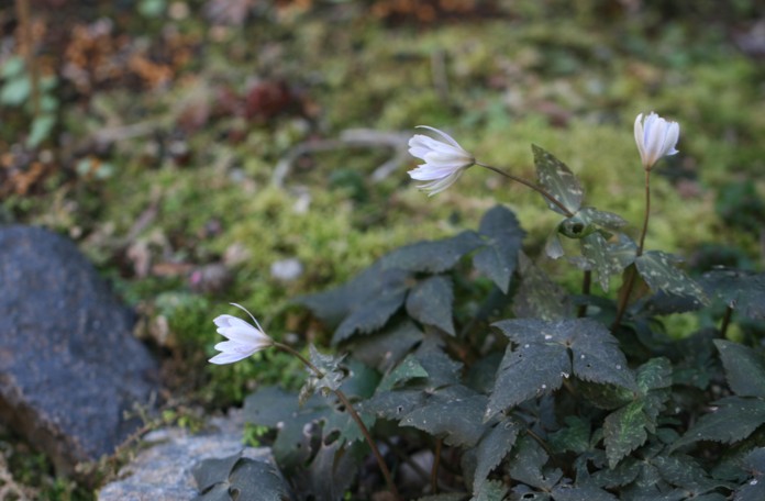 c0144185_13305561.jpg