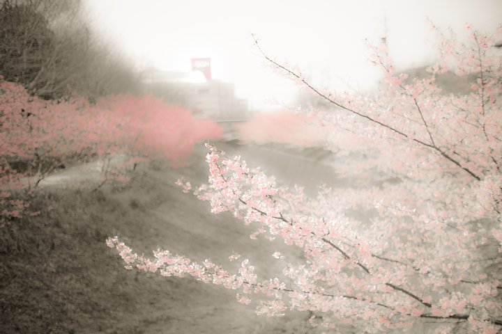 薄紅色にかすむ川岸_d0353489_1557929.jpg