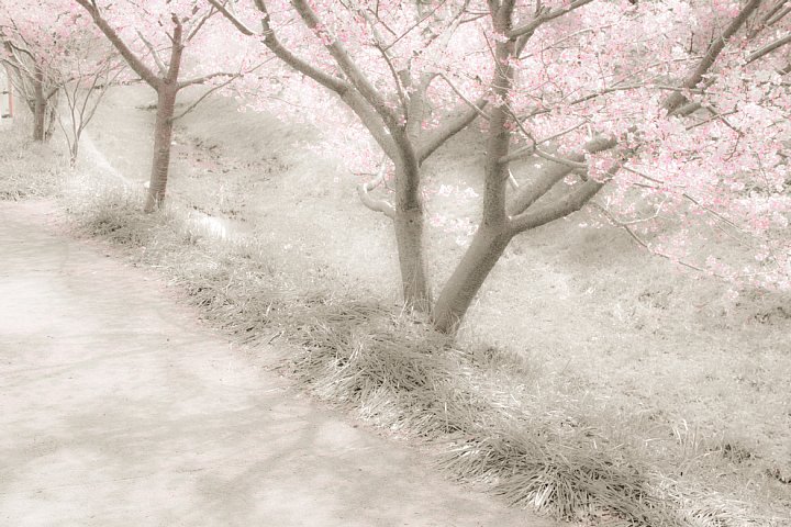 薄紅色にかすむ川岸_d0353489_1604389.jpg