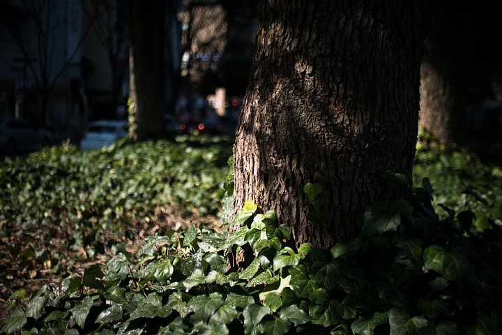 早春の都心に潜む光蜥蜴_d0353489_19221382.jpg