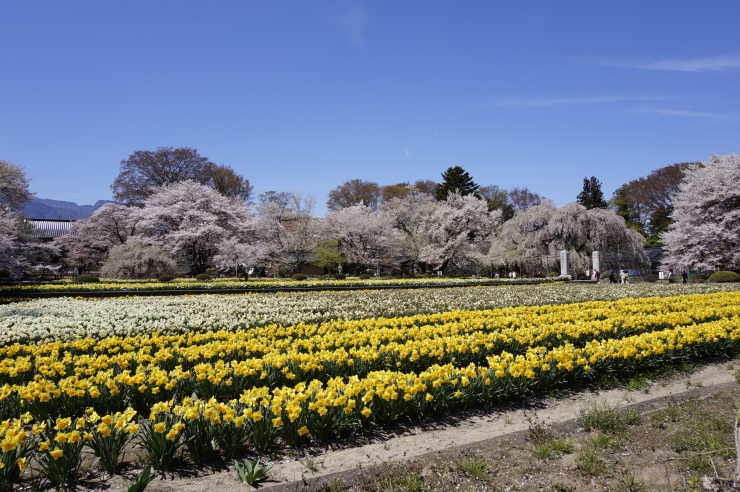 20160411 神代桜_e0148691_21155507.jpg