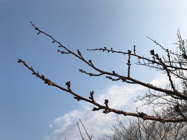 桜はまだか?_f0232994_1330411.jpg