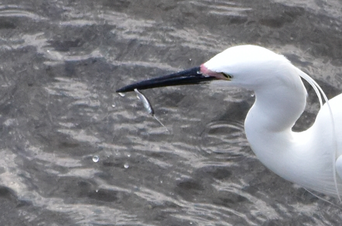 c0049299_22383135.jpg