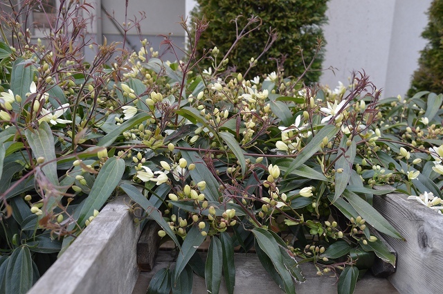 c0124100_18310713.jpg