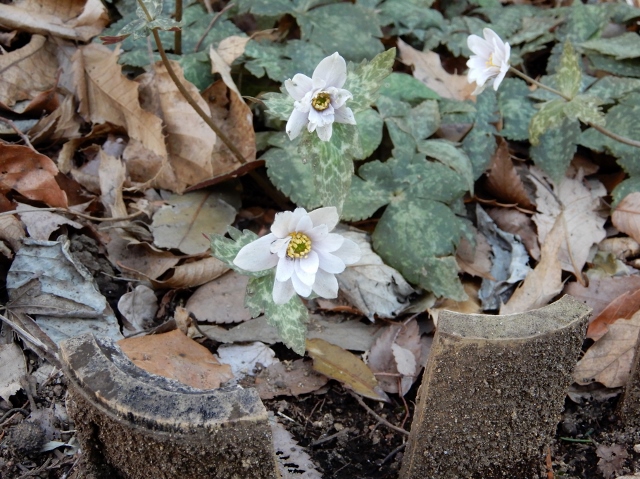 「ユキワリイチゲ」の花_e0025300_20132511.jpg