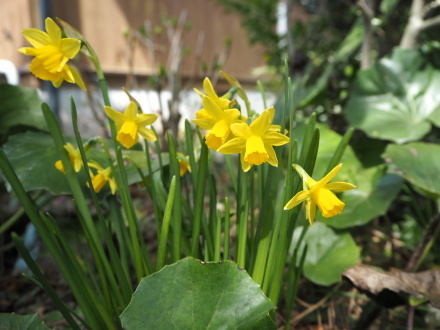 誕生日水仙とクレマチスの芽吹き_b0307008_17035167.jpg