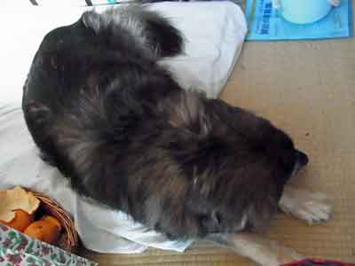 e0001110_836267.jpg