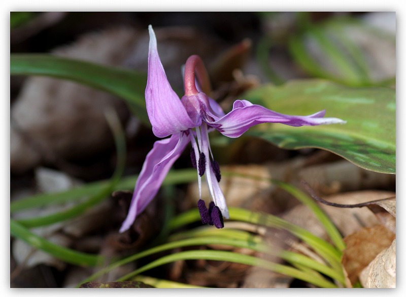 カタクリの花_d0147812_14484017.jpg