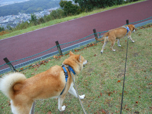 雨でも散歩は好きやねん_e0371017_11461228.jpg