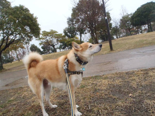 雨なのにのんびり散歩_e0371017_11551100.jpg