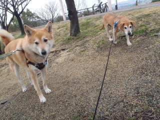 雨やと気分が乗らへん_e0371017_11553273.jpg