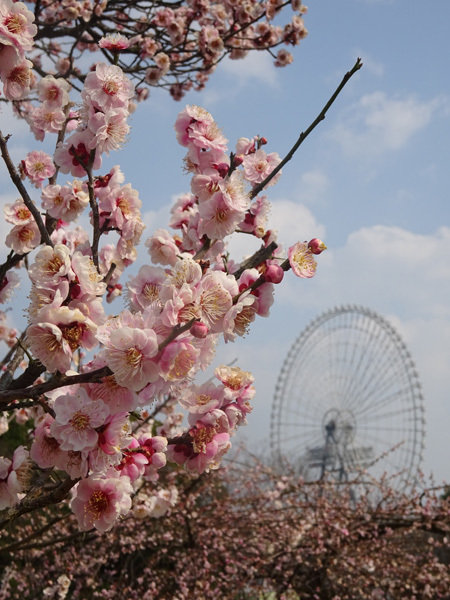 万博公園に行ってみた_e0192725_21272792.jpg