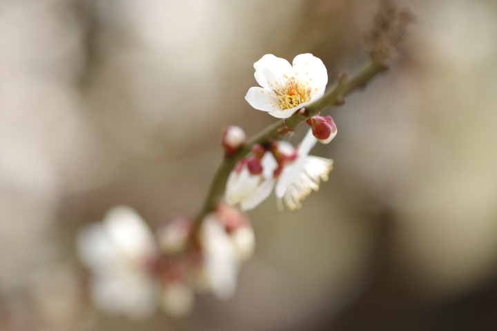 梅は咲いたか　桜はまだかいな　【東山動植物園 2017】_f0253927_18372250.jpg