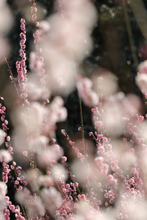 梅は咲いたか　桜はまだかいな　【東山動植物園 2017】_f0253927_18382029.jpg