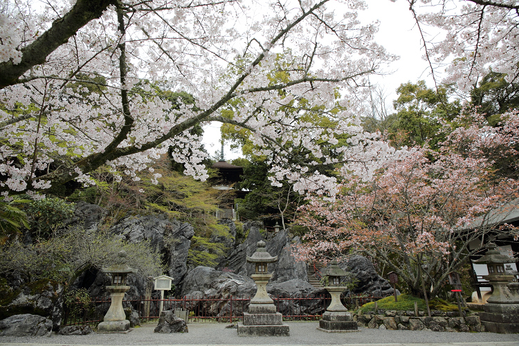 大津の桜 －石山寺（前編）－_b0169330_1433319.jpg