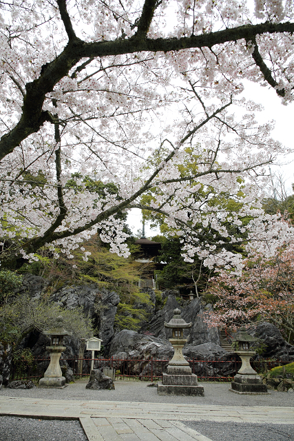 大津の桜 －石山寺（前編）－_b0169330_14333514.jpg