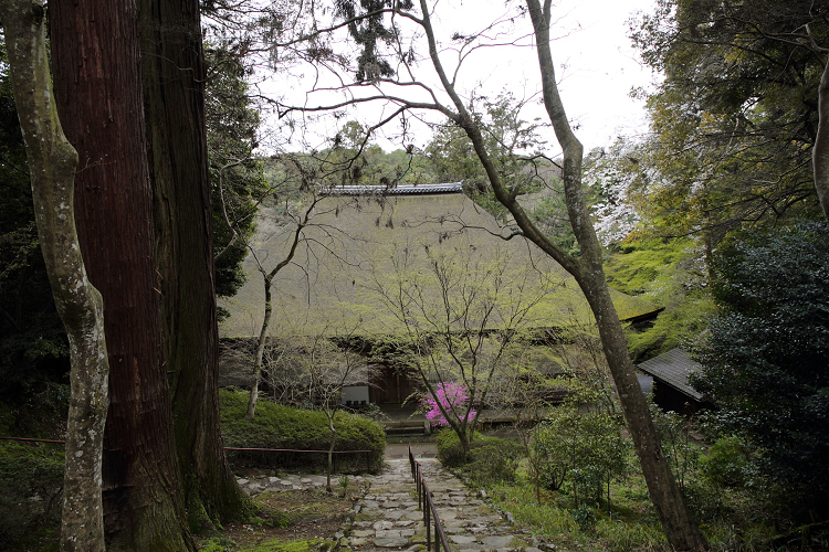 大津の桜 －石山寺（前編）－_b0169330_14413341.jpg