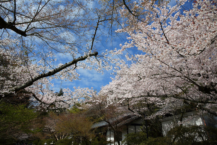 大津の桜 －石山寺（前編）－_b0169330_7534766.jpg