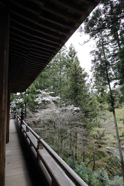 大津の桜 －石山寺（前編）－_b0169330_8161280.jpg