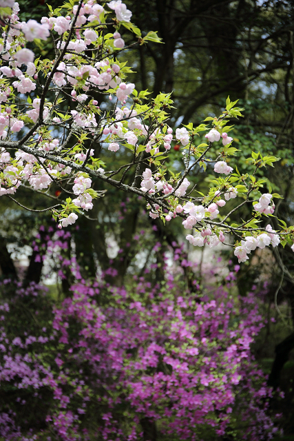 大津の桜 －石山寺（前編）－_b0169330_8163785.jpg