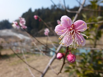 お彼岸なので田舎に行ってきました（＾＾）_e0366232_22225547.jpg