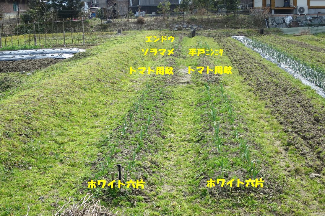 喫茶店前の畑へ(草引きですよ)_b0358046_22160711.jpg