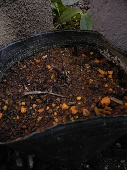 c0109450_2142230.jpg