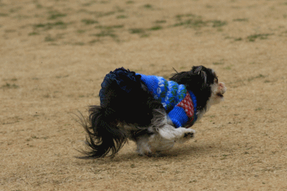 c0145250_19464574.gif