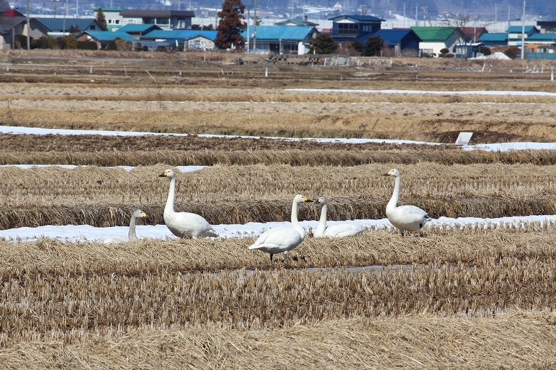 3月19日　今日の白鳥たち　１_b0250154_20570004.jpg