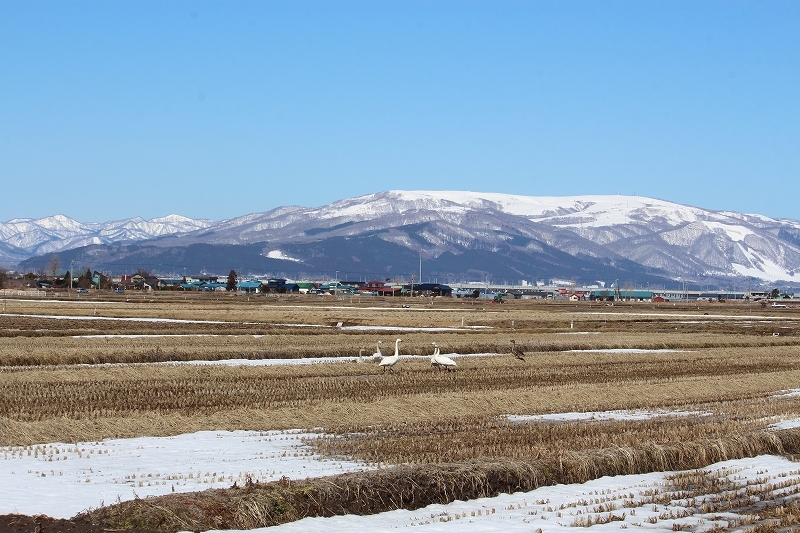 3月19日　今日の白鳥たち　１_b0250154_20591255.jpg