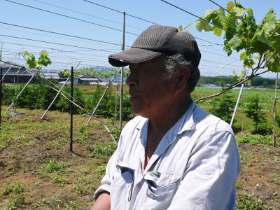 熊本ぶどう 社方園 冬眠から覚め今年も順調に芽吹いていました!2017(後編)_a0254656_18340592.jpg