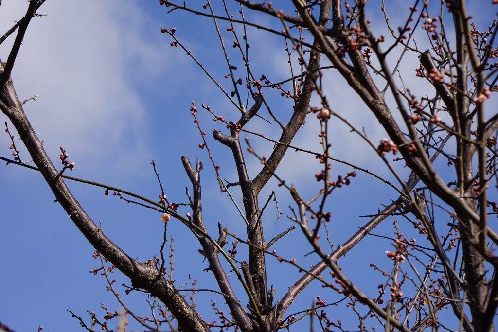 Japanese apricot next few days（長野県松本市　梅の花その後）_e0223456_16011934.jpg