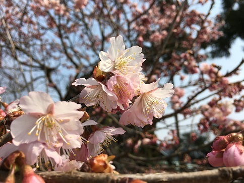 小豆島宝生院　和三盆ワークショップ_c0227958_17573610.jpg