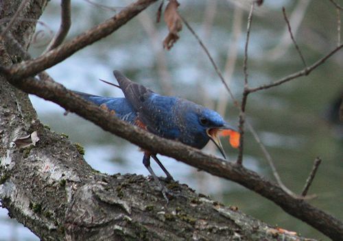 万願寺の森で探鳥会　2017/02/06_a0020763_02582506.jpg