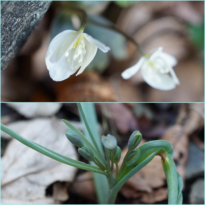 井原山（水無し渓谷）花散策。_f0016066_1961415.jpg