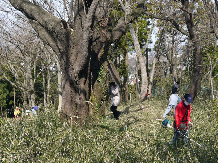 4・1花見に備え、山桜樹林地の下草刈り・3月六国見山定例_c0014967_103395.jpg