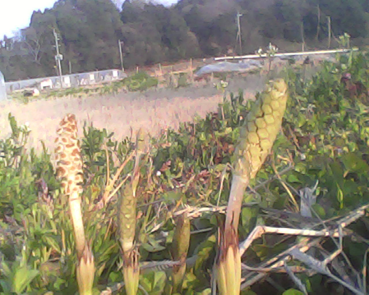 a0335493_20460277.jpg