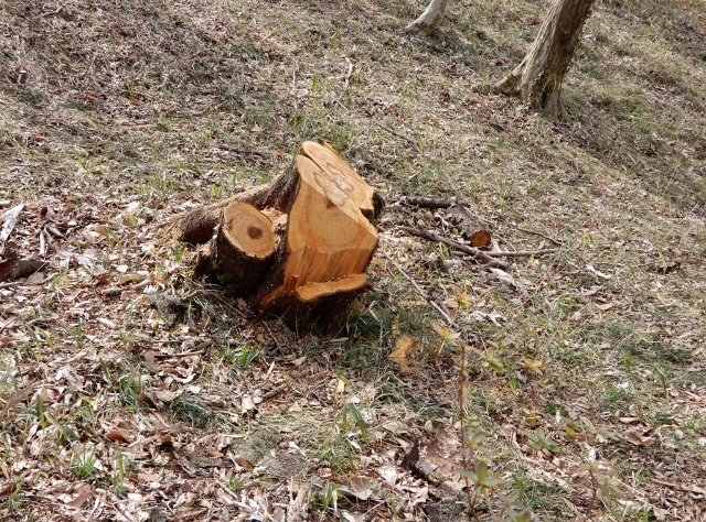 自然公園を歩く…（前半）_e0025300_16452935.jpg