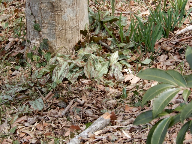 自然公園を歩く…（後半）_e0025300_187879.jpg